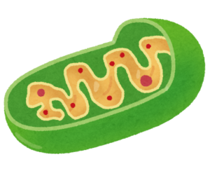 saibou_mitochondria