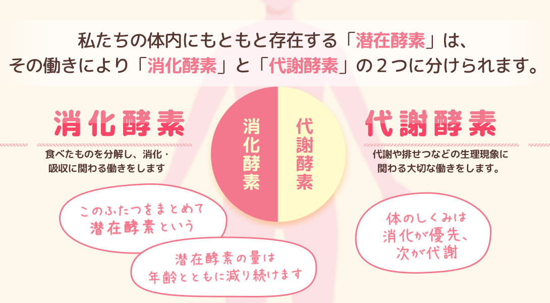 酵素の種類