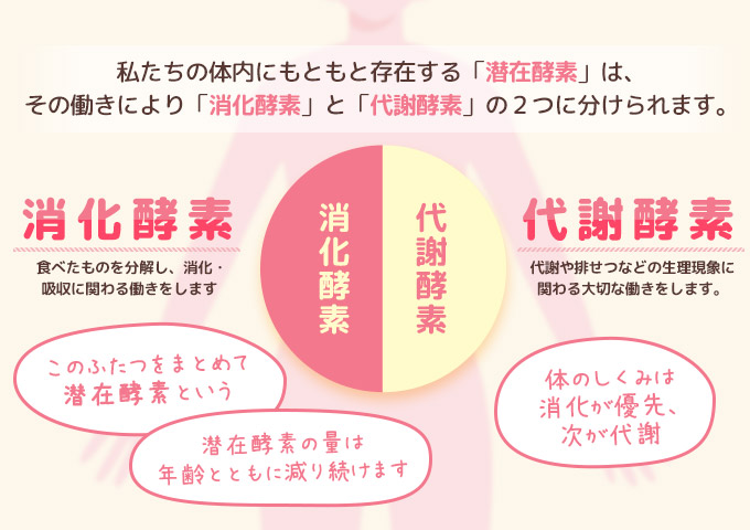 酵素の種類